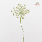Ammi Majus White 大阿米芹 - (5 Stems)