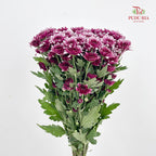 Chrysanthemum Pompom Two Tone Purple 6 巴卡粉小菊 - (10-12 Stems)