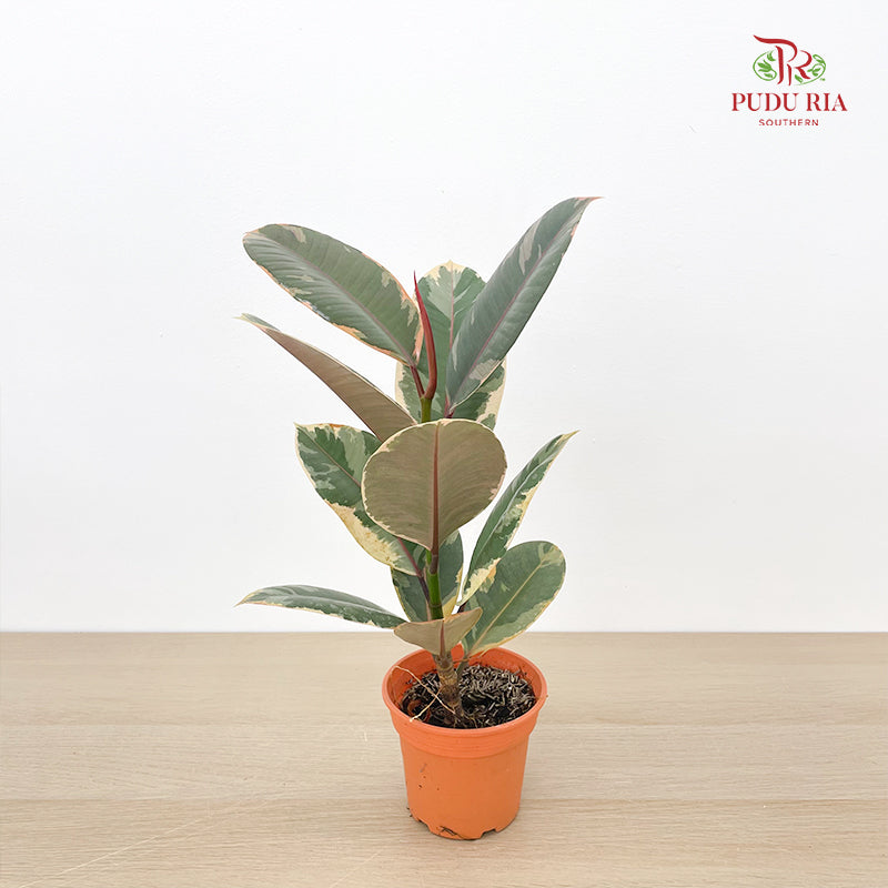 Ficus Ruby