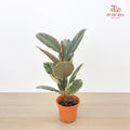 Ficus Ruby