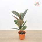 Ficus Ruby
