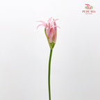 Lycoris (Nerine) 纳丽花 - (Per Bundle)