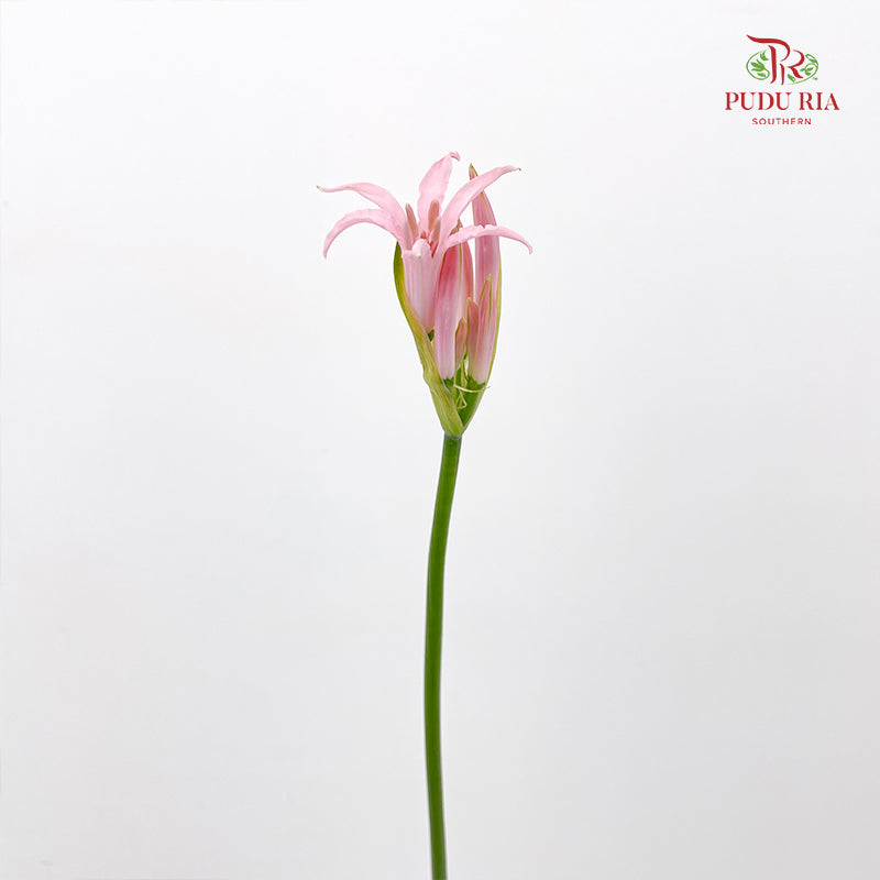 Lycoris (Nerine) 纳丽花 - (Per Bundle)