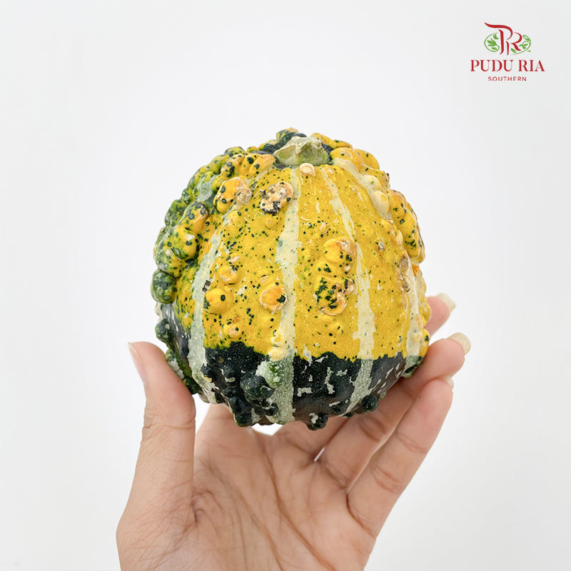 Pumpkin 观赏南瓜 - (Per Piece)