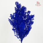 Preservative Asparagus Fern Dark Blue