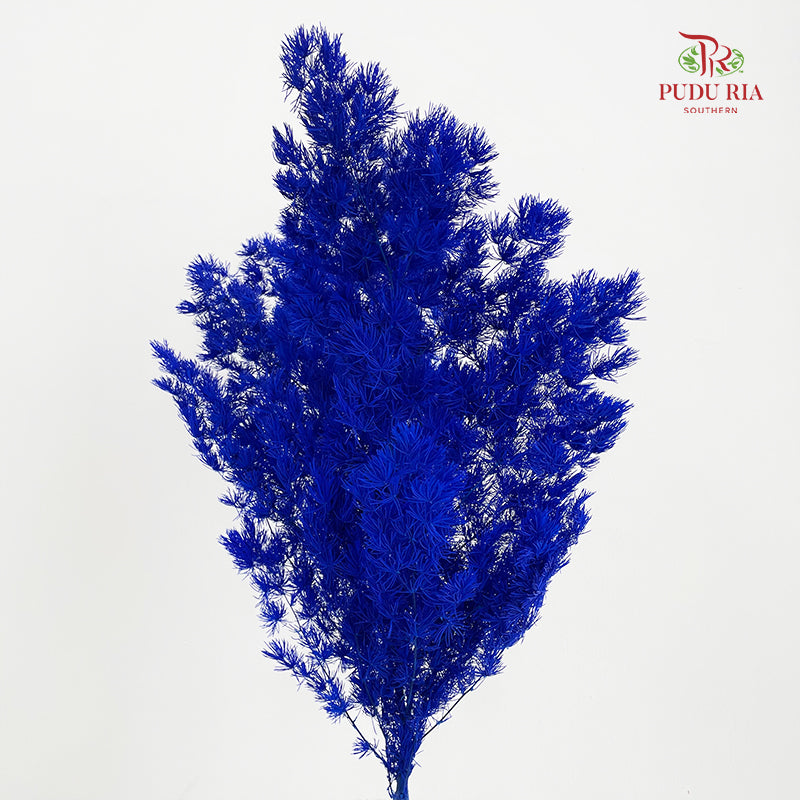 Preservative Asparagus Fern Dark Blue