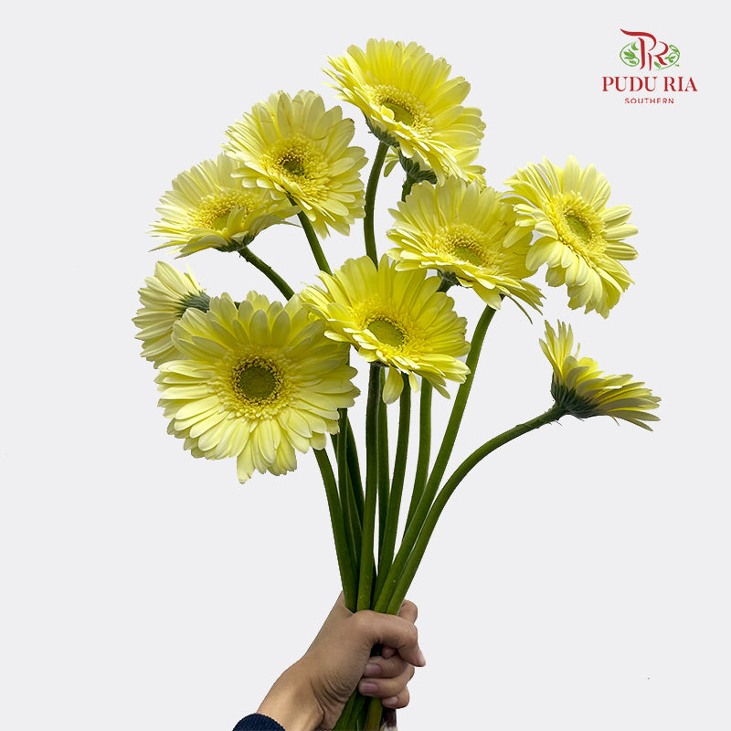 Gerbera Yellow 非洲菊 - (8-10 Stems)