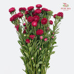 Aster Red 翠菊 - (Per Bundle)