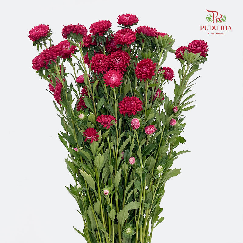 Aster Red 翠菊 - (Per Bundle)