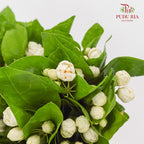 Jasmine Flower 茉莉花 - (Per Bundle)