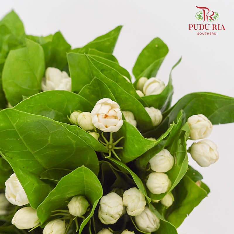 Jasmine Flower 茉莉花 - (Per Bundle)