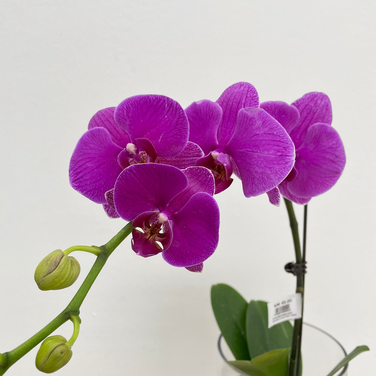 Phalaenopsis Orchid Purple Big