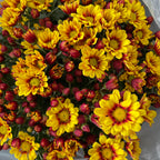 Chrysanthemum Pom-Pom (10寸盆) 菊花