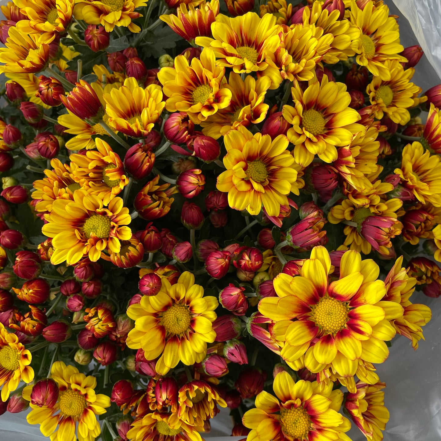 Chrysanthemum pom-pom (10寸盆) 菊花