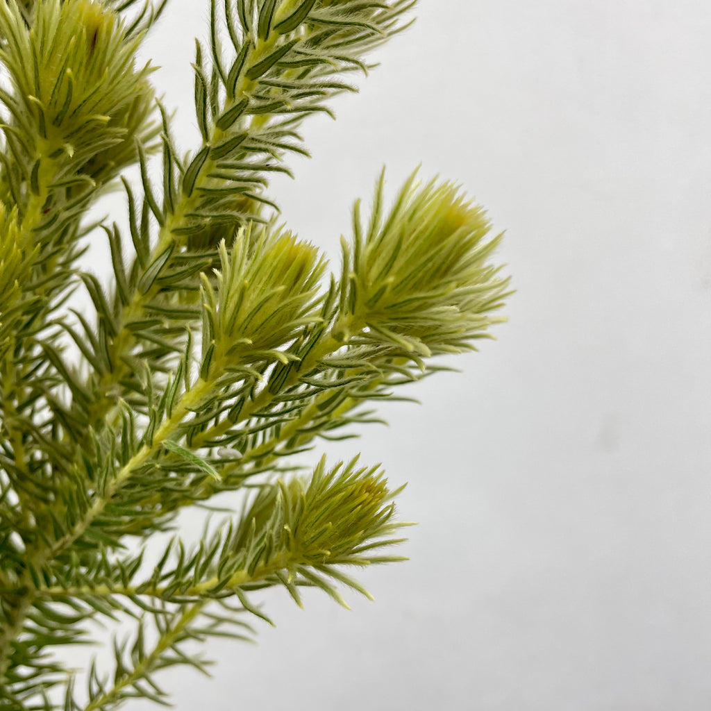 Spray Golden Goose Green - (Per Bundle)