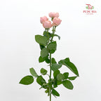 Rose Spray Butterfly Light Pink - (8-10 Stems)