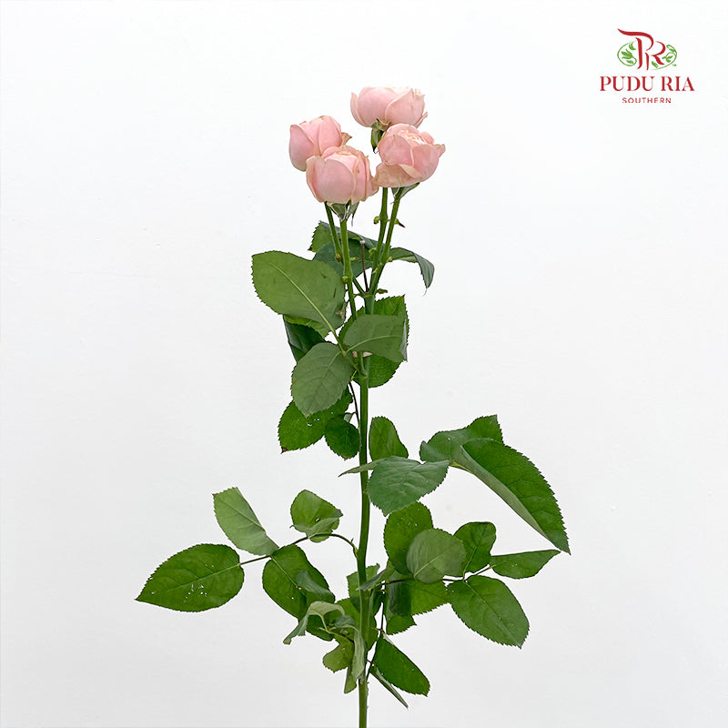 Rose Spray Butterfly Light Pink - (8-10 Stems)