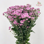 Chrysanthemum Pompom Button Purple - (10-12 Stems)