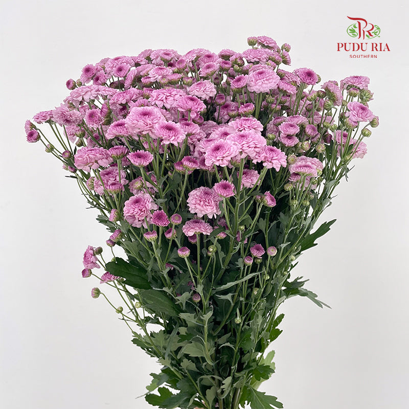 Chrysanthemum Pompom Button Purple - (10-12 Stems)