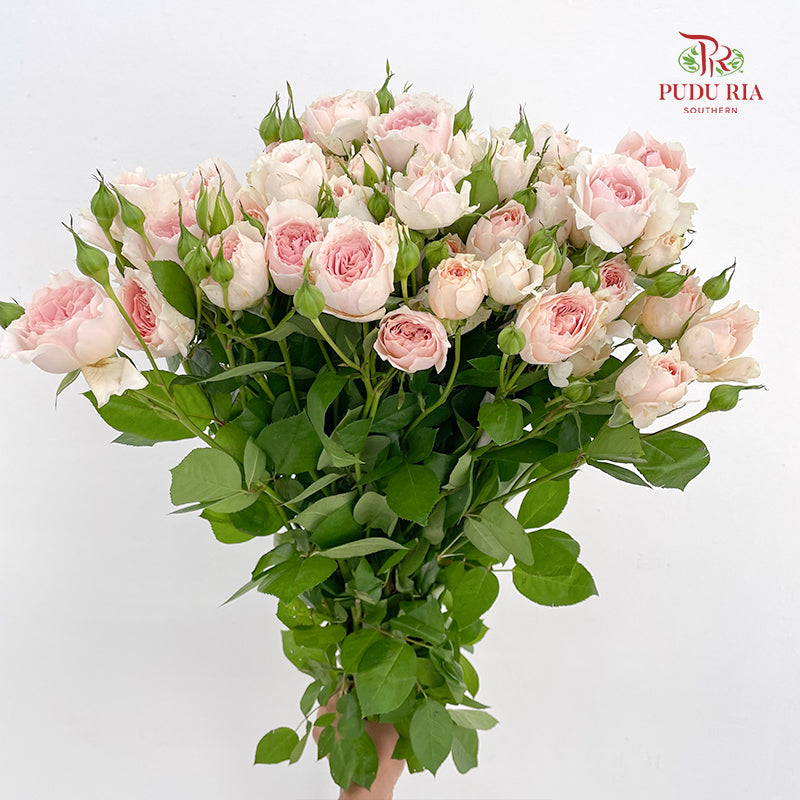 Rose Spray Cheering Squad Apricot - (8-10 Stems)