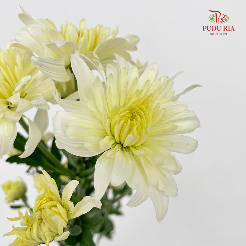 Chrysanthemum Pompom Light Yellow - (10-12 Stems)