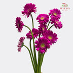 Gerbera Pink 非洲菊 - (8-10 Stems)