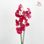 Sweet Pea Pink 香豌豆 - (5 Stems)