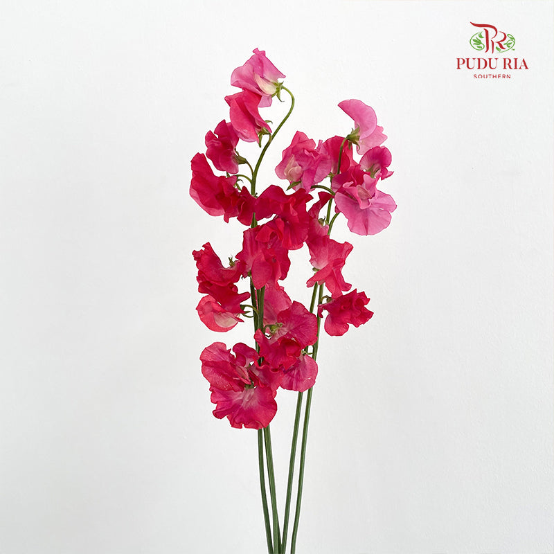 Sweet Pea Pink 香豌豆 - (5 Stems)