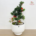 CNY Potted Plant Arrangement 2025#32