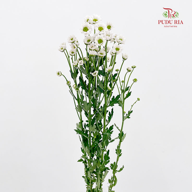 Chrysanthemum Santini / Calimero Mini Daisy White