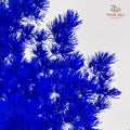 Preservative Asparagus Fern Dark Blue