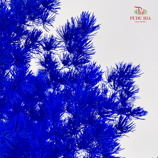 Preservative Asparagus Fern Dark Blue