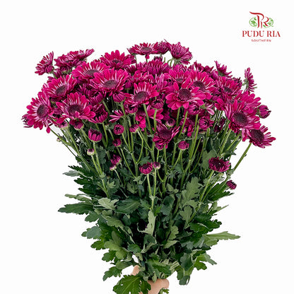 Chrysanthemum Pompom Daisy Dark Purple 1 - (10-12 Stems)