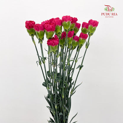 Carnation 康乃馨 Pink - (18-20 Stems)
