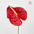 Anthurium Sante 火鹤花 - (Per Stem)