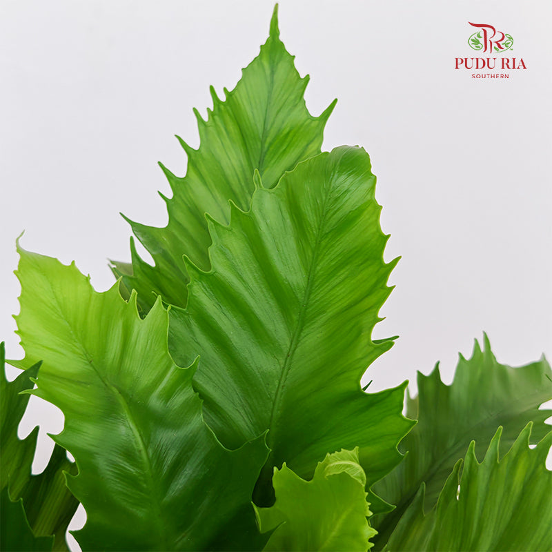 Asplenium Scolopendrium