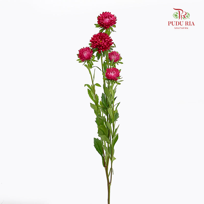 Aster Red 翠菊 - (Per Bundle)