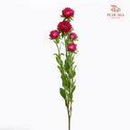 Aster Red 翠菊 - (Per Bundle)