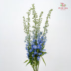 Delphinium Elatum Blue 飞燕草 - (5 Stems)