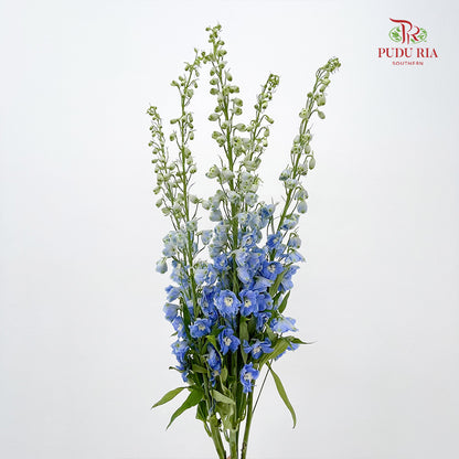 Delphinium Elatum Light Blue - 5 Stems