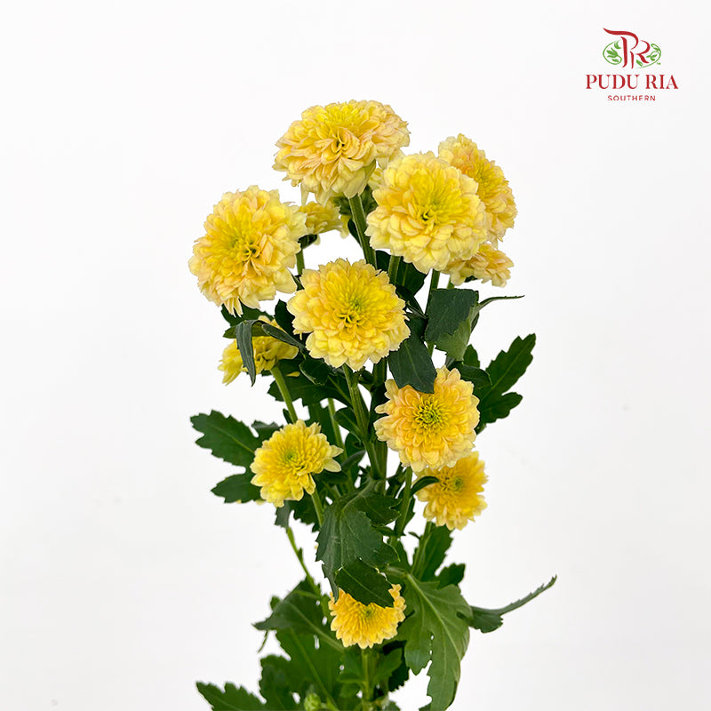 Chrysanthemum Calimero Pompom Miller salmon - (10-12 Stems)