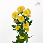 Chrysanthemum Calimero Pompom Miller salmon - (10-12 Stems)