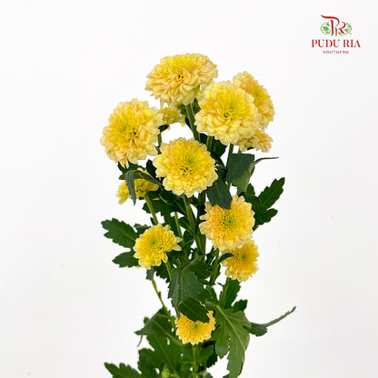 Chrysanthemum Calimero Pompom Miller salmon - (10-12 Stems)