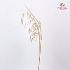 Dry Chasmanthium -Natural
