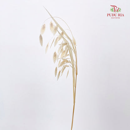 Dry Chasmanthium -Natural