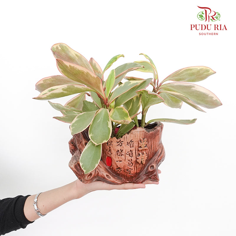 Peperomia Jewelry Pot Plant - Pudu Ria Florist Southern