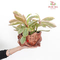 Peperomia Jewelry Pot Plant - Pudu Ria Florist Southern