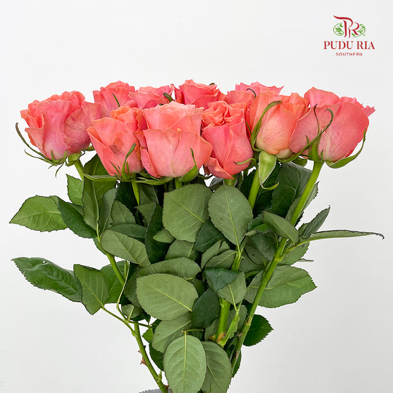Rose Blushing Reeva - (8-10 Stems)