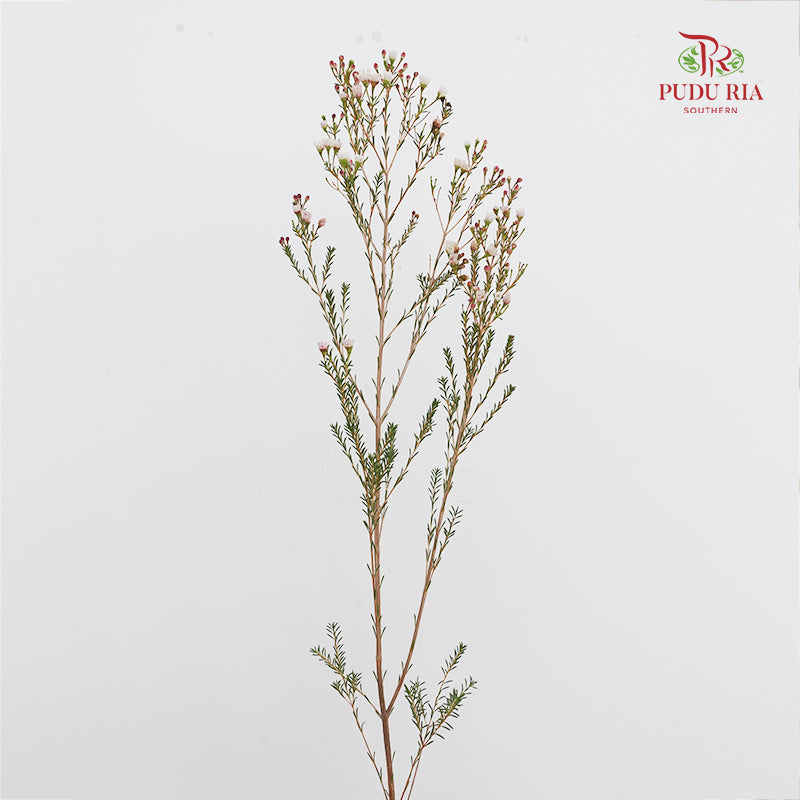 Wax Flower White/Pink 蜡花 - (5 Stems)