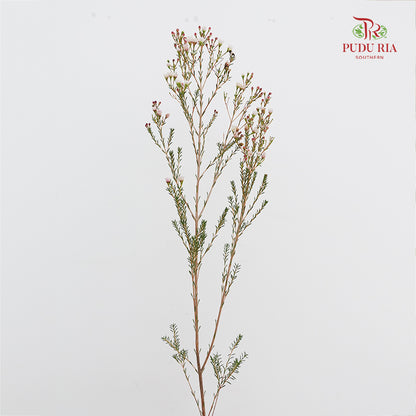 Wax Flower Pink/White - (5 Stems)
